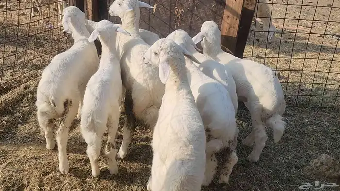 ضان حريات صغار سن طيبات بالحيل بفحلها القناي مايفوتها 15