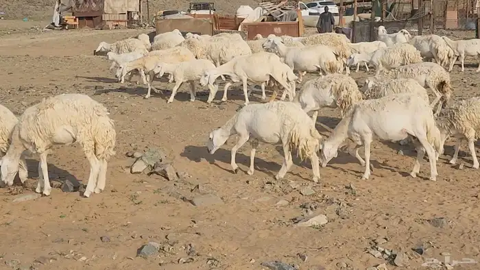 ضان حريات صغار سن طيبات بالحيل بفحلها القناي مايفوتها 0