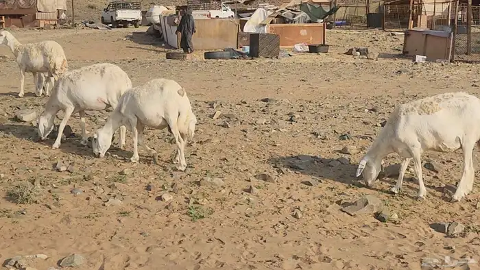 ضان حريات صغار سن طيبات بالحيل بفحلها القناي مايفوتها 4