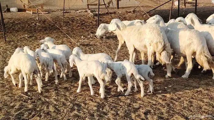 ضان خلفات طيبه 15 تحتها 15 غنم طييه 18