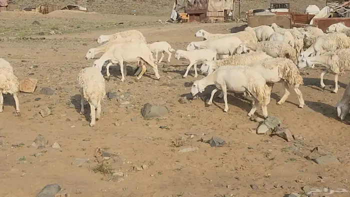 ضان حريات صغار سن طيبات بالحيل بفحلها القناي مايفوتها 10