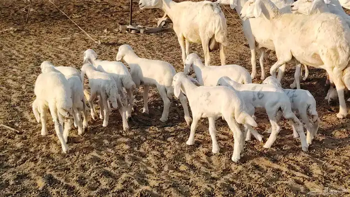 ضان خلفات طيبه 15 تحتها 15 غنم طييه 20