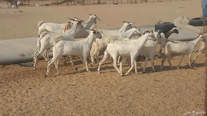 جفار بيشيات العدد 13راس دفيع شرط 4