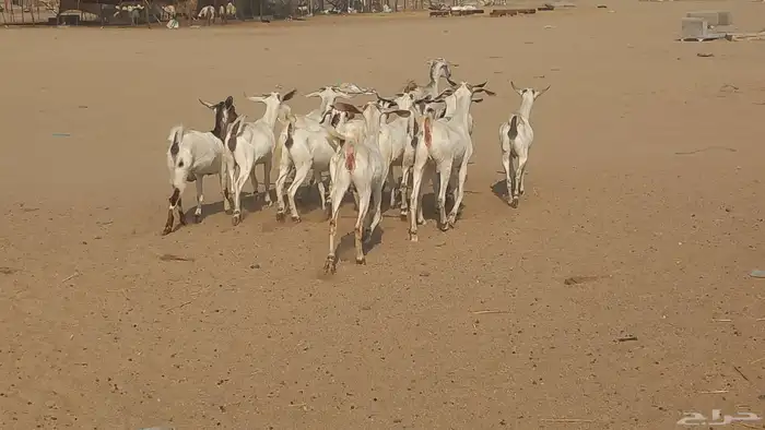 جفار بيشيات العدد 13راس دفيع شرط 7