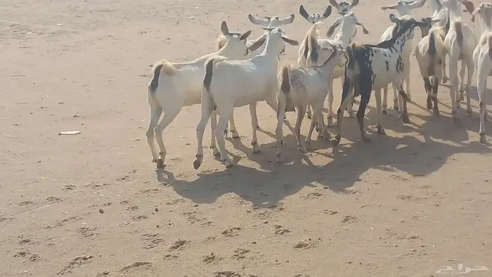 جفار بيشيات العدد 13راس دفيع شرط 0