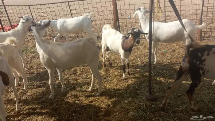 جفار بيشيات العدد 13راس دفيع شرط 5