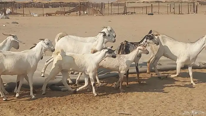 جفار بيشيات العدد 13راس دفيع شرط 6