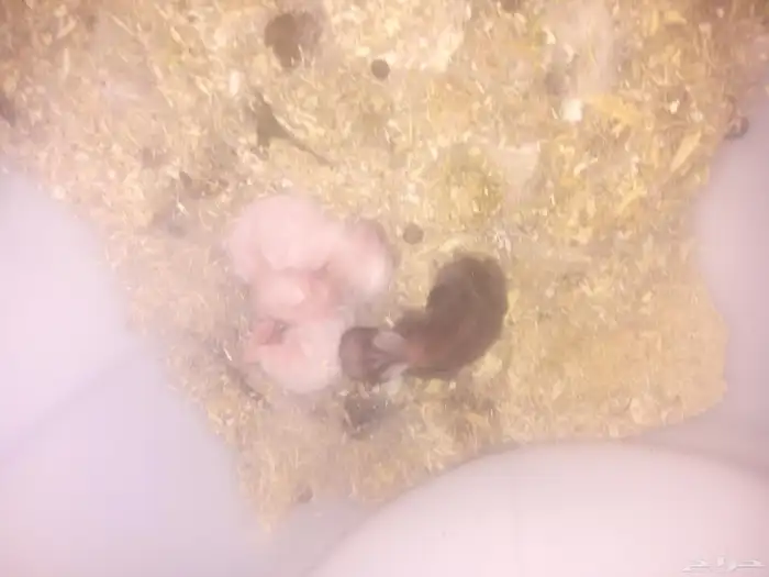 أرانب أناثي 6