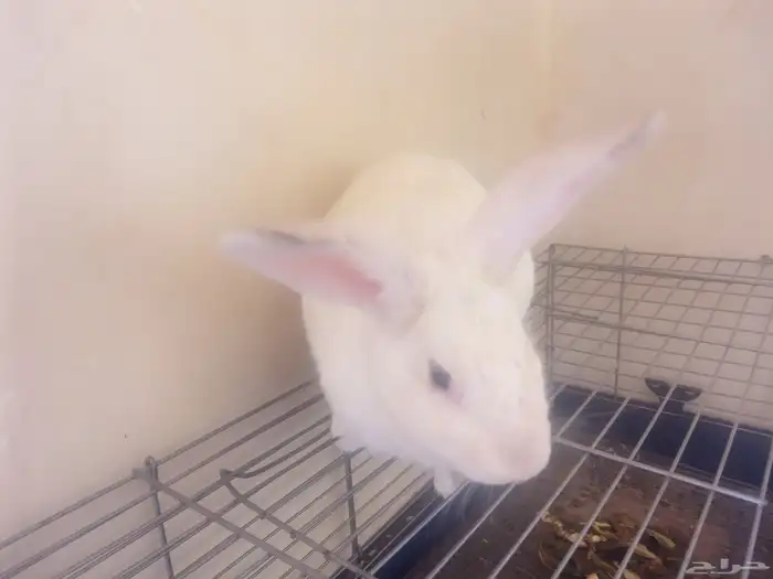 أرانب أناثي 7
