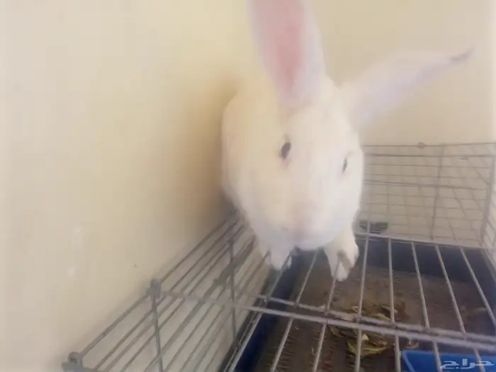 أرانب أناثي 2