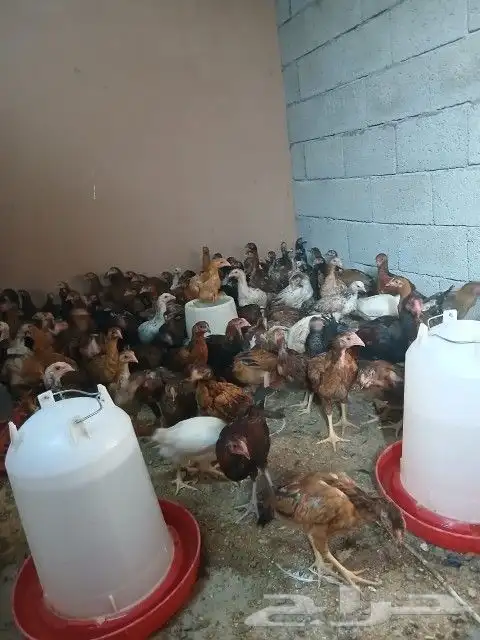 دجاج باكستاني فارسي بعمر ثلاثة شهور 1