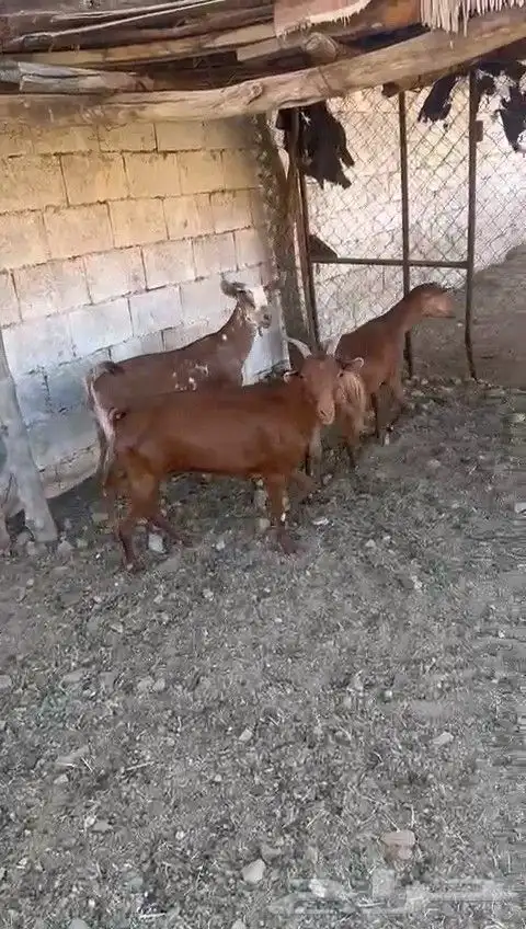 ثلاث معزا مساوي 2