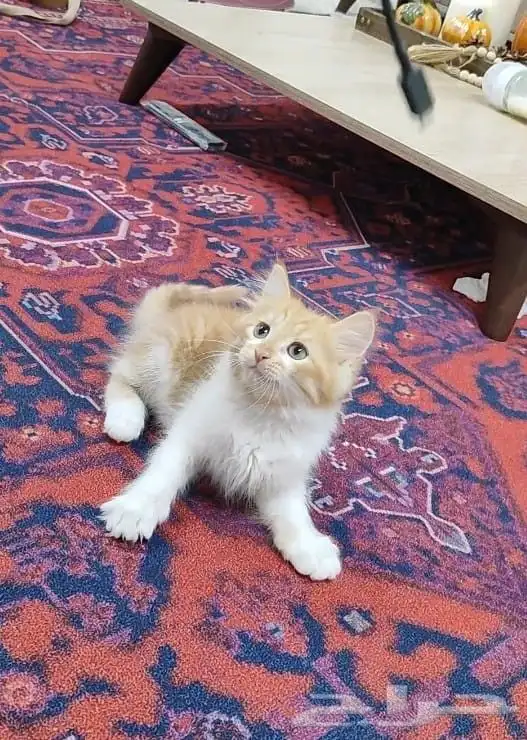قطة صغيرة كتن 1