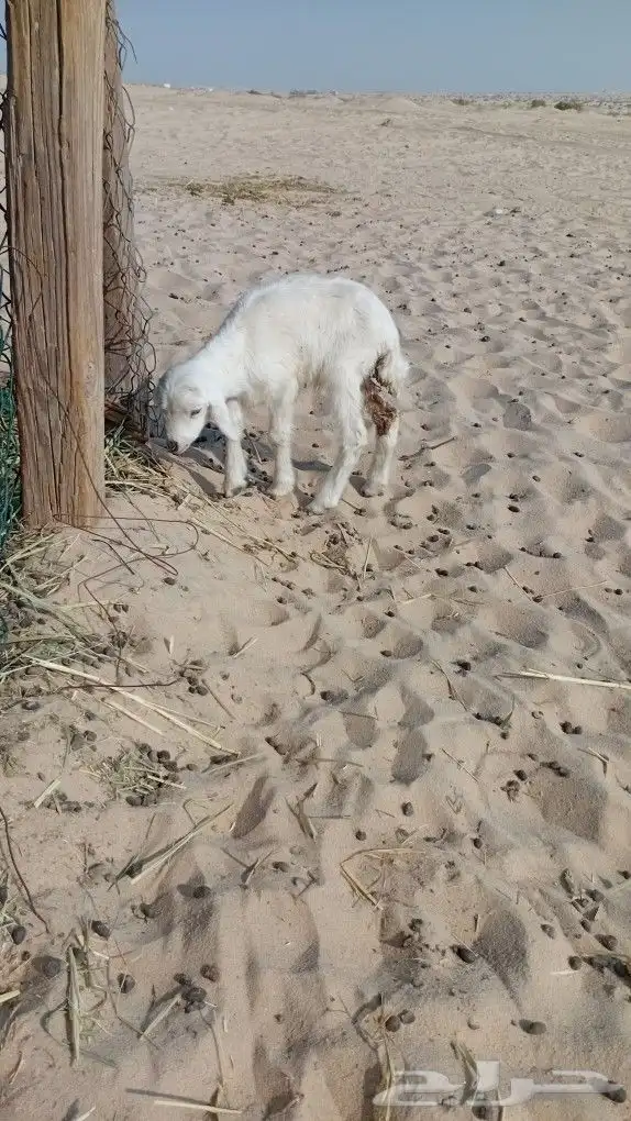 دواغير ثنيين واحد حري خروف ورخل نعيمه ومن بغا فيديو يتواصل و 1