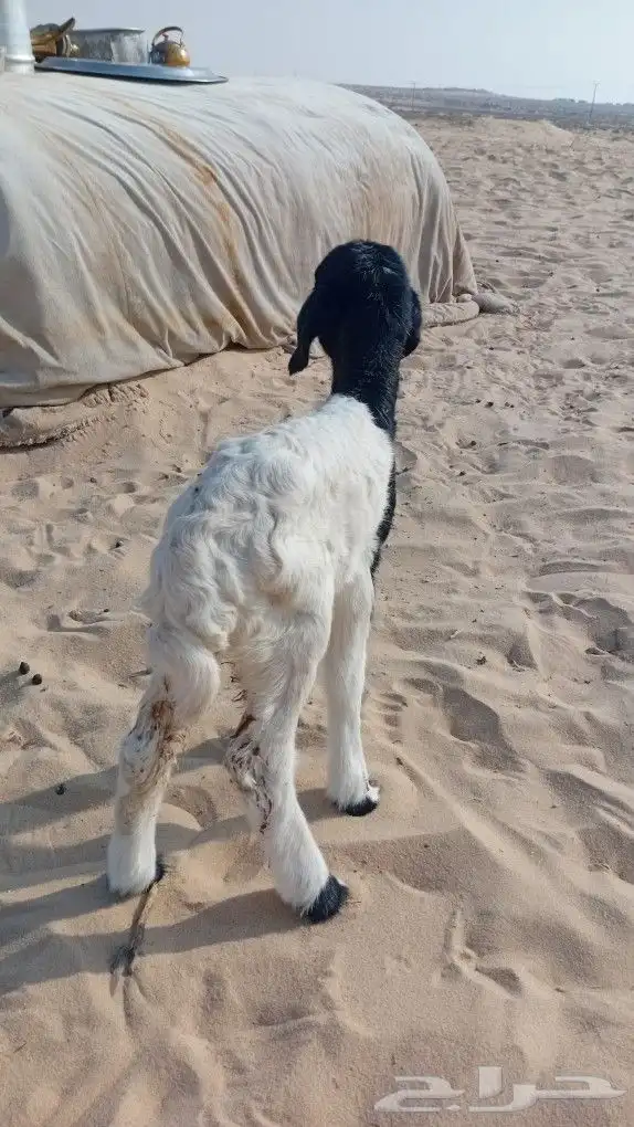 دواغير ثنيين واحد حري خروف ورخل نعيمه ومن بغا فيديو يتواصل و 0