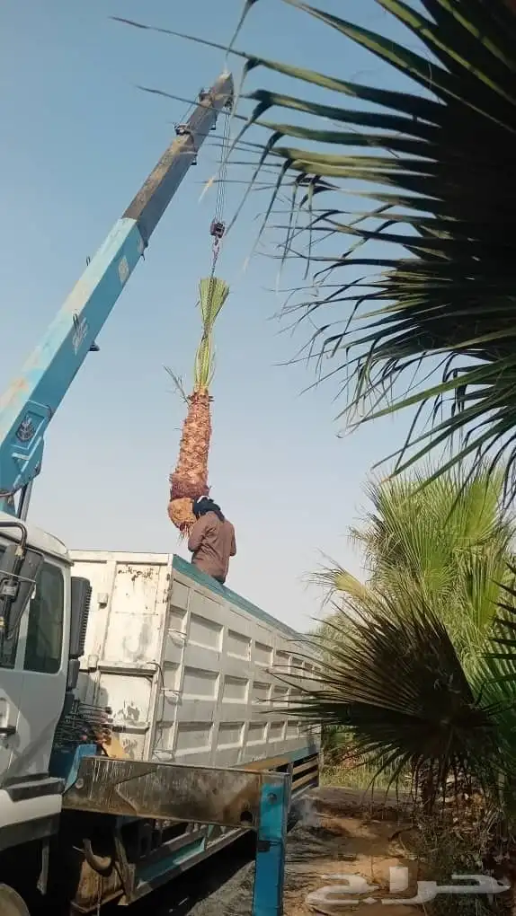 نخل واشنطنؤا زينه 8