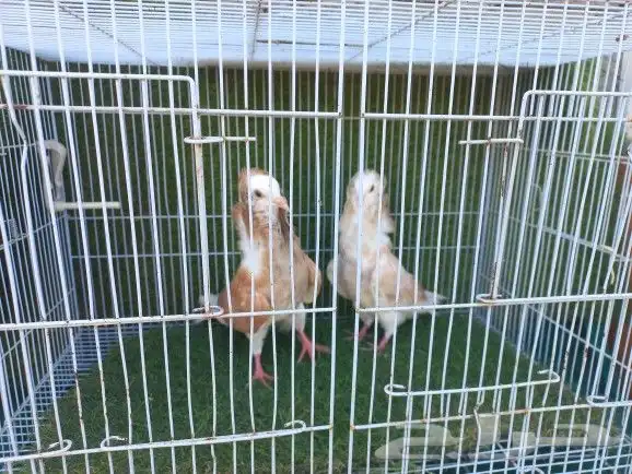 حمام بلجيكي 8