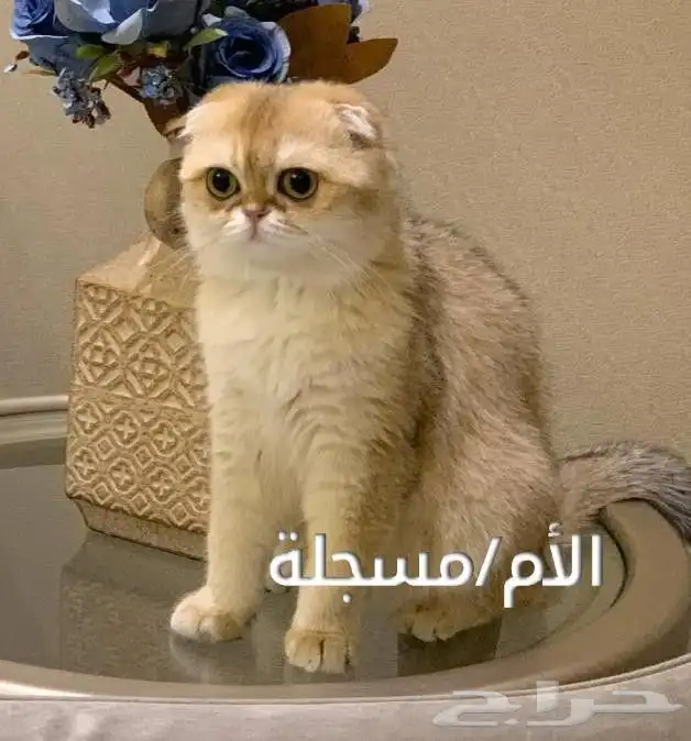 للبيع قطط مستوى VIP 6