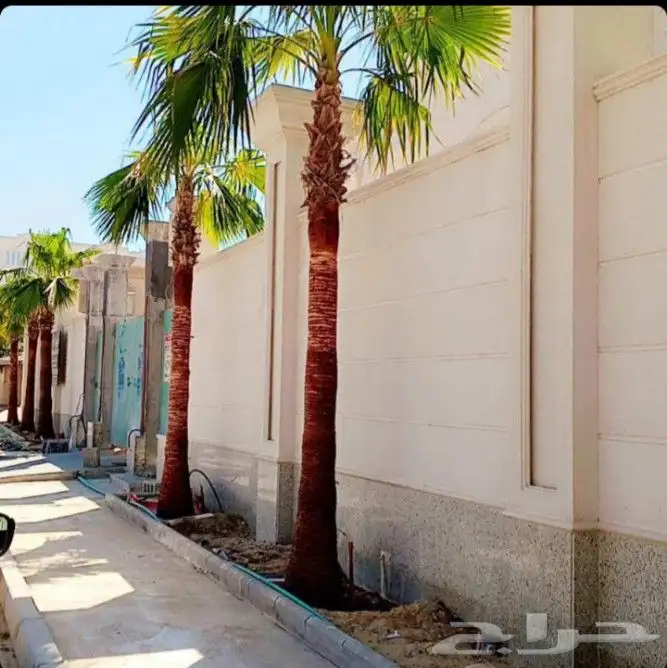 نخل واشنطني واشنطونيا نخل مثمر نخيل نقايل جثايث فسايل متوفره 4