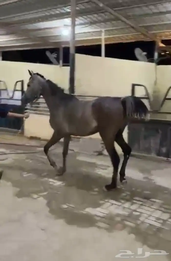 مهره شعبيه سنه ونص 4