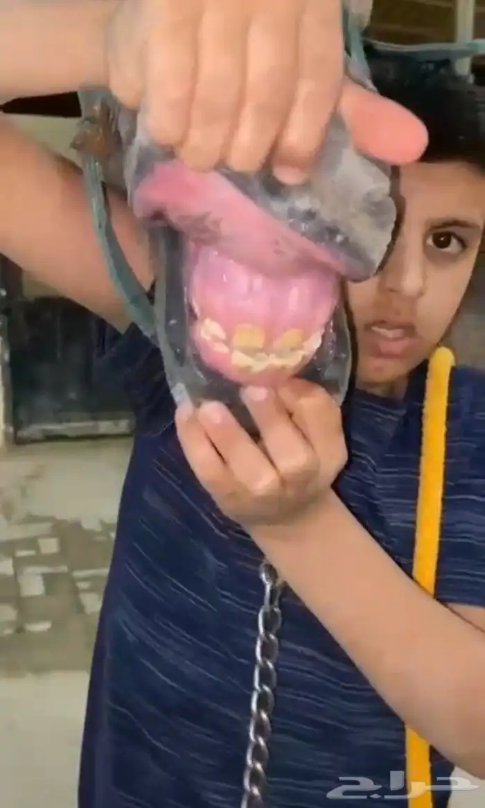 مهره شعبيه سنه ونص 3