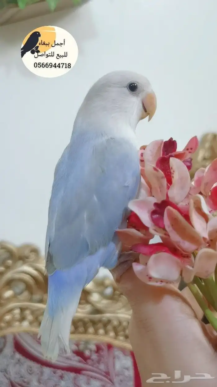 ببغاء الروز أليف جدا لعووب كيووت 5