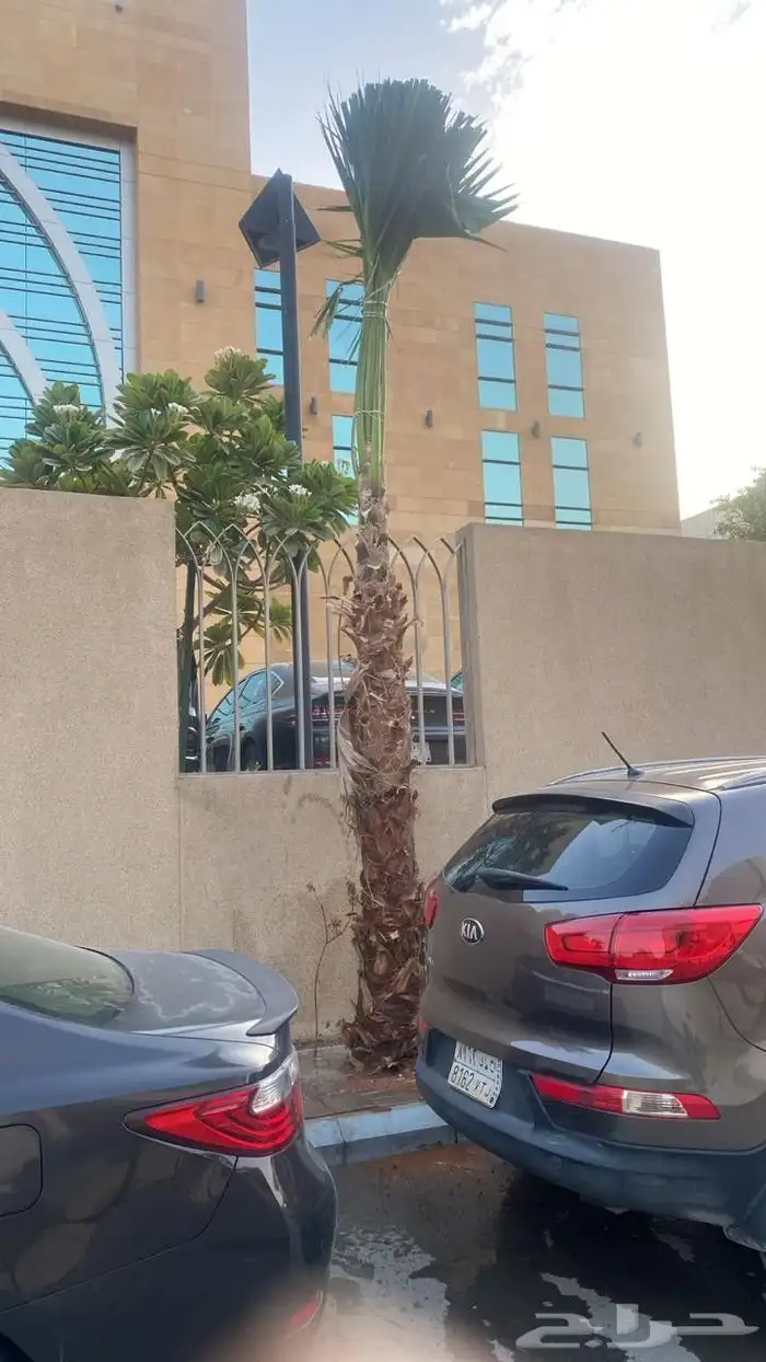 نخيل واشنطني زينه 7