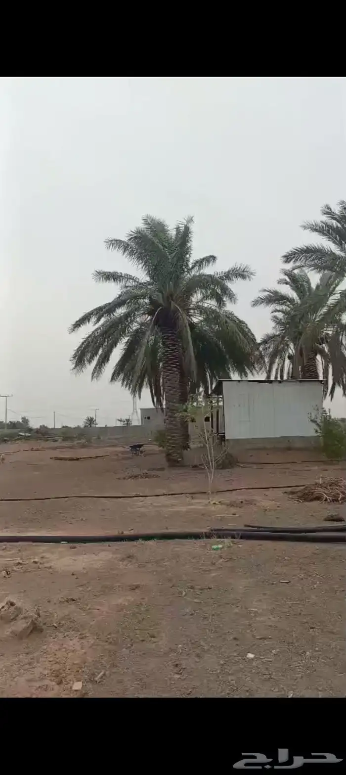 يوجدلديناء جميع انواع النخيل سكري صقعي مجدول برحي خلاص 0