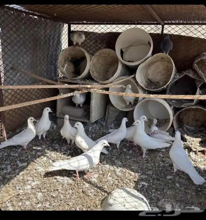 حمام فرنسي سوبر جابو 0