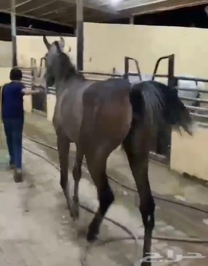 مهره شعبيه سنه ونص 1