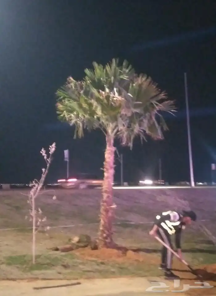 نخل زينه امريكي بسعر مناسب 1