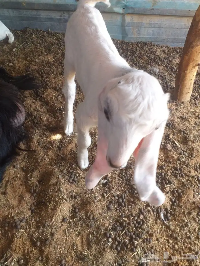 تيوس للبيع 3