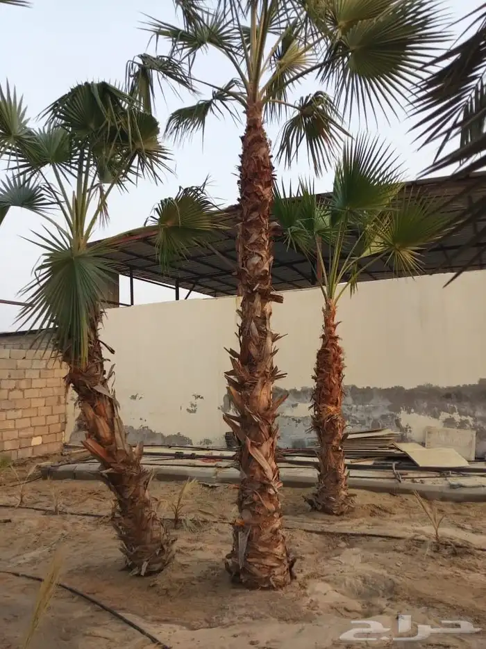 بيع وزراعه النخيل الواشنطنيا والنخيل البلدي المثمر 6