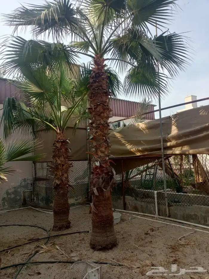 بيع وزراعه النخيل الواشنطنيا والنخيل البلدي المثمر 2