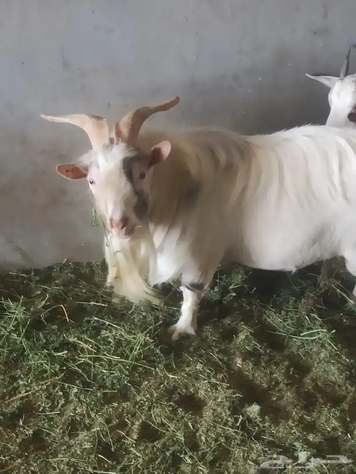 تيس فحل بلجيكي 2