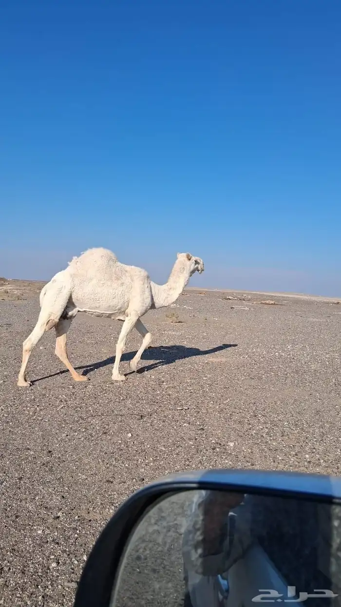 الناقه ضروبه للبيع وضحاء ام رابع بايع ولدها بشهر 12 طيبه 0