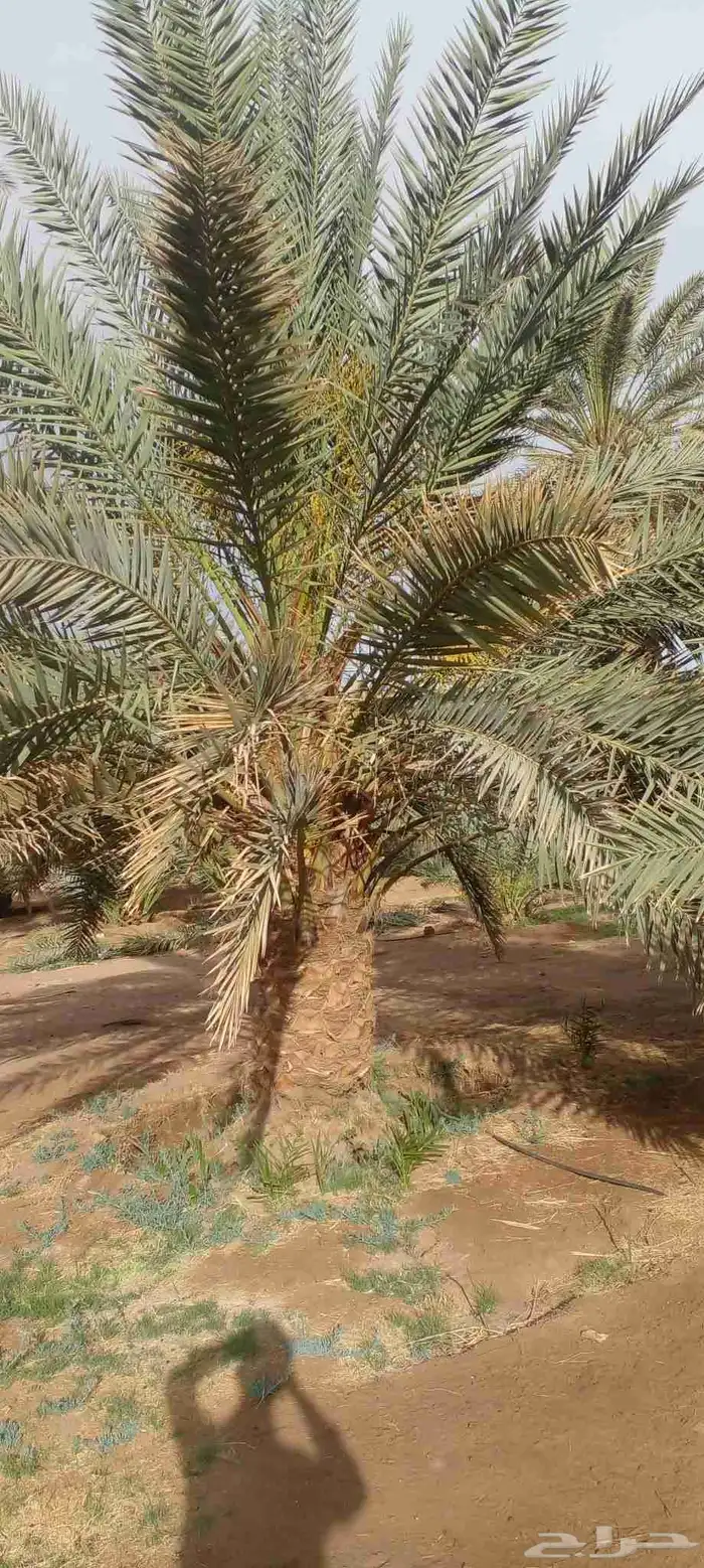 نخل طيب وبسعر معقول 0
