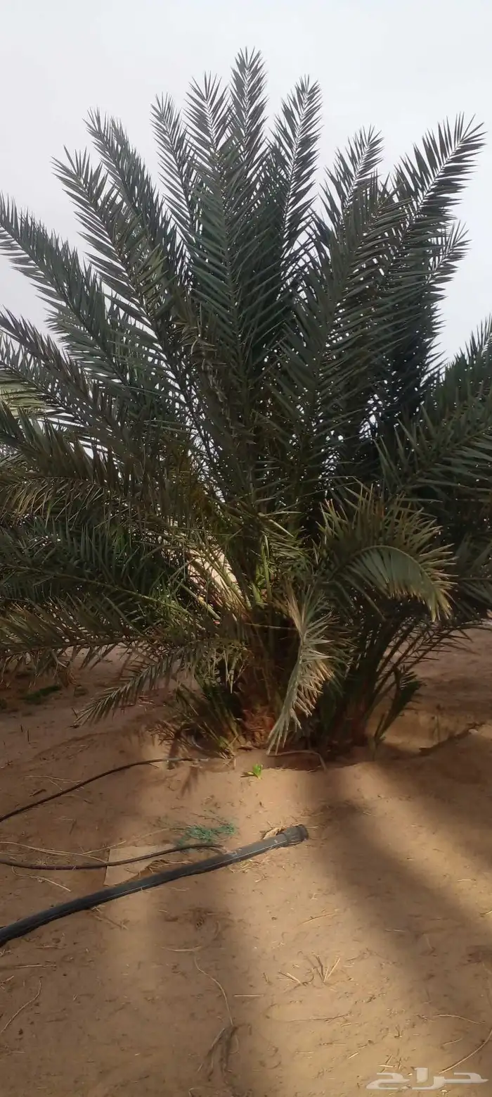 نخل طيب وبسعر معقول 5