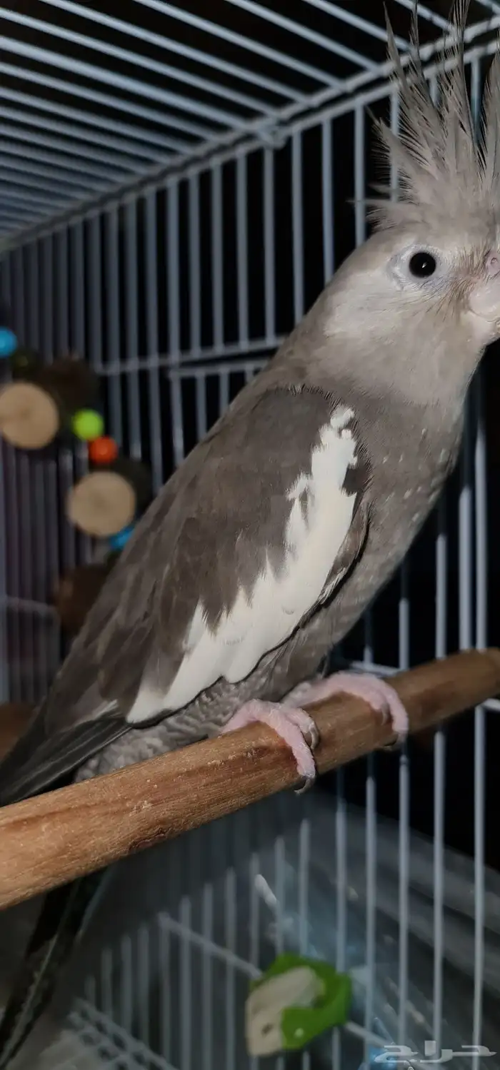 كروان للبيع غير أليف الجنس أنثى 1