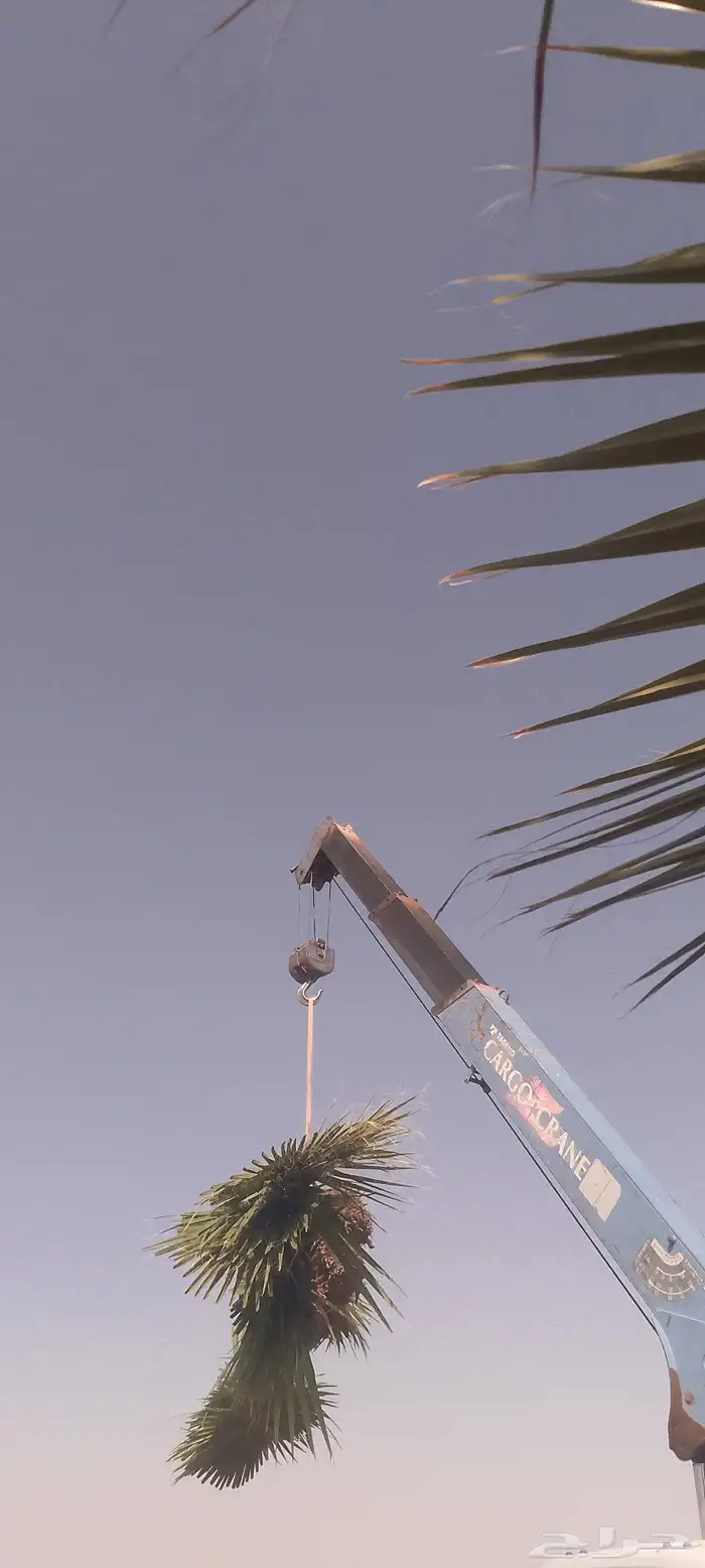 نخل وشنطني 4