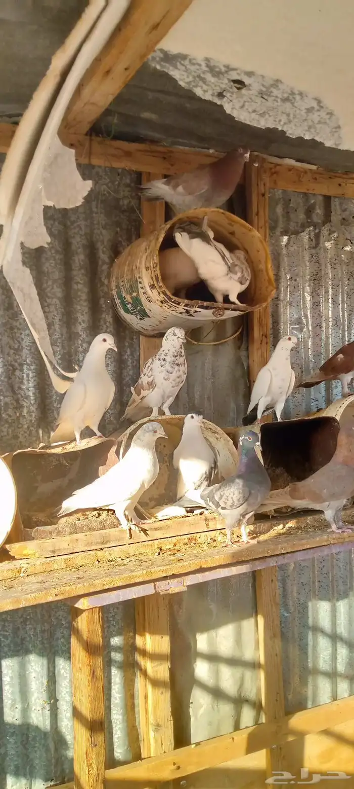 حمام مشكل عشه وحده منتج عدد 43 البيع جمله ح 0