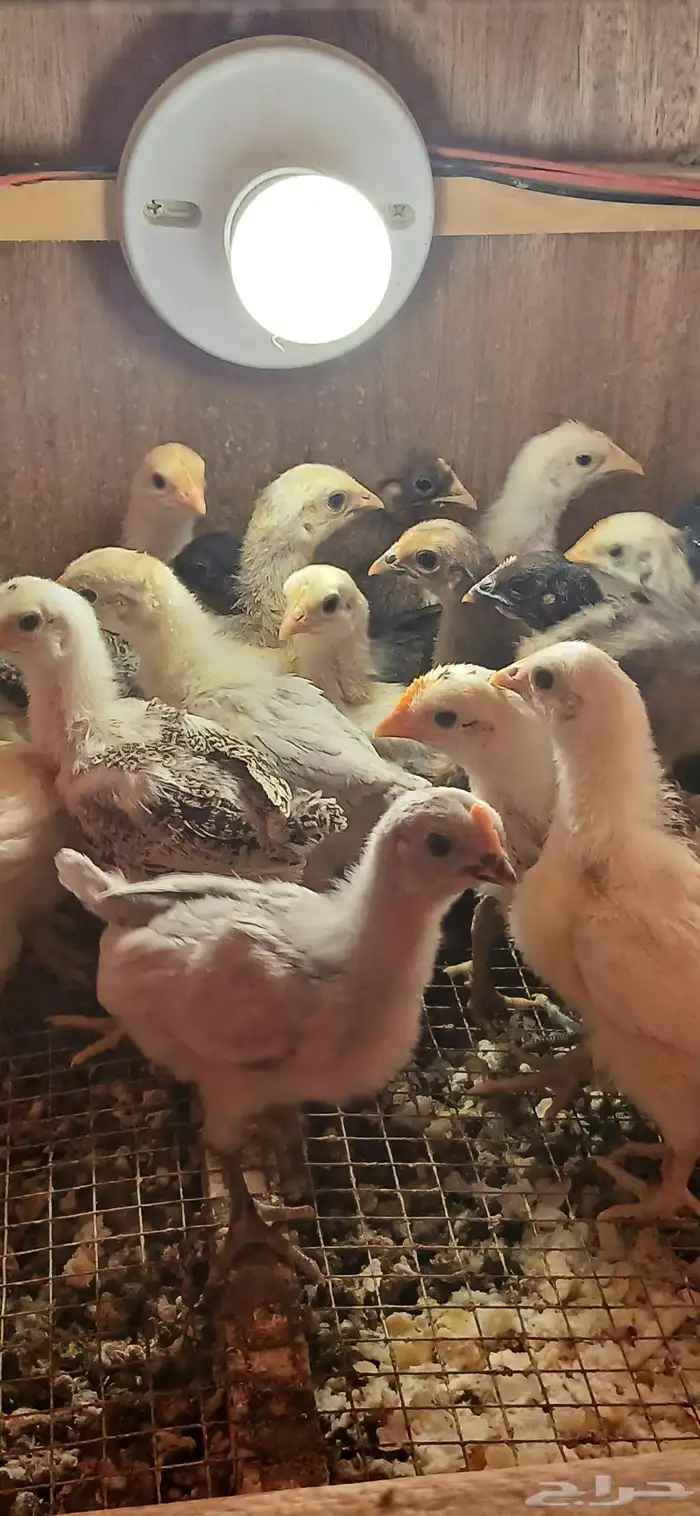 صوص مشاكيل 3