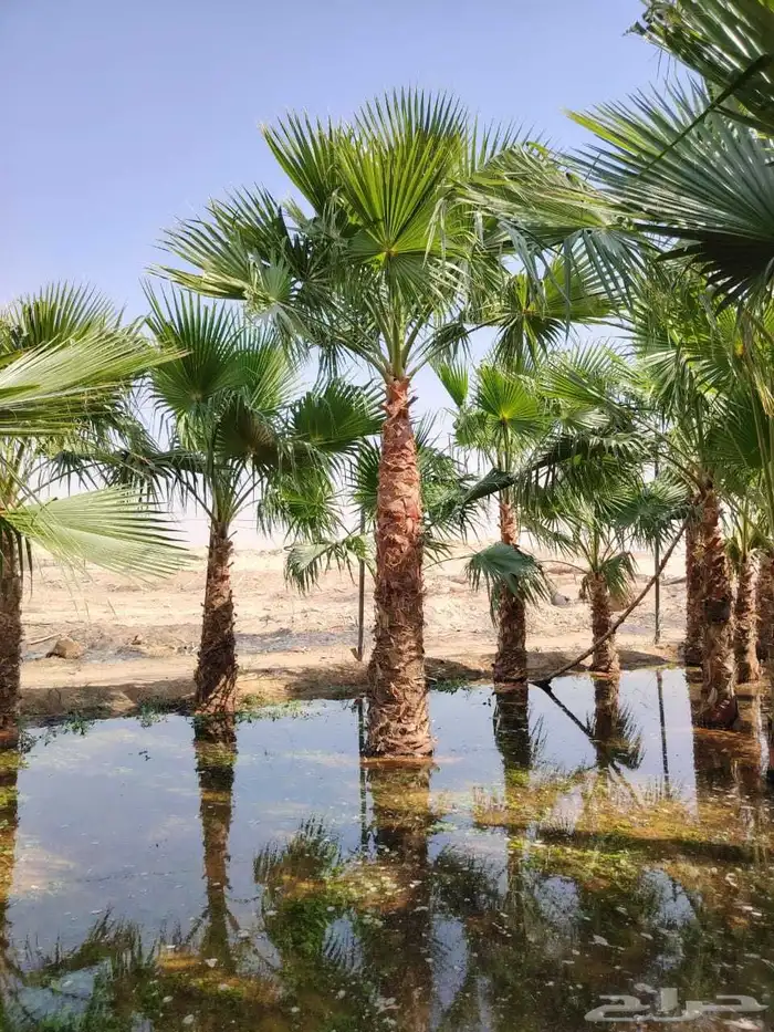 نخل واشنطني زينه امريكي جميع المقاسات متوفرة توصيل وزرعه 7