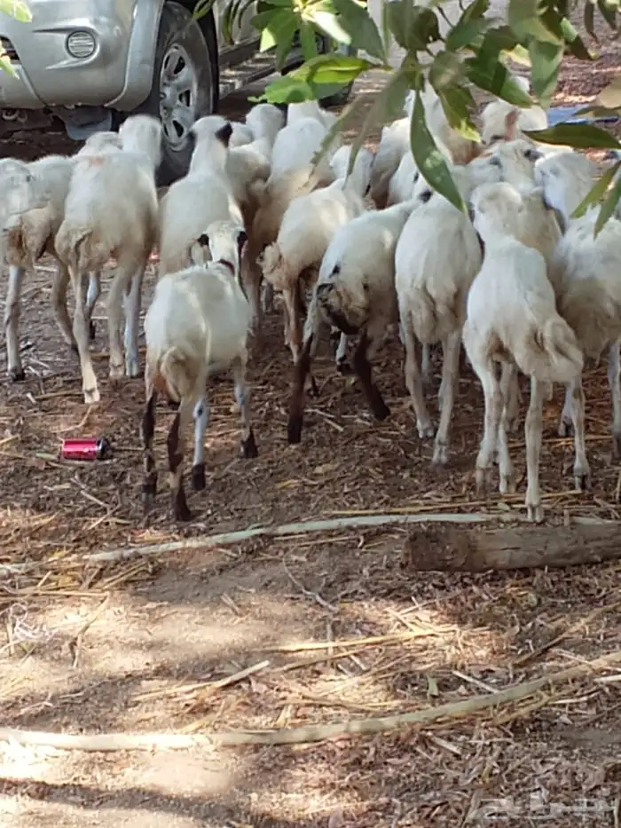 رخال رفيدي بلدي 1