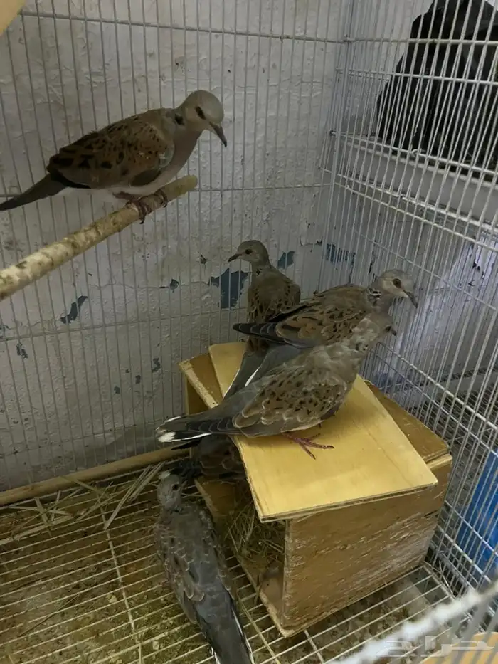 حمام زينه معروف من الصوره اربع اجواز الجوز ب230 1