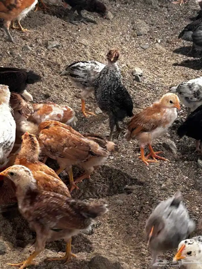 للبيع صيصان دجاج بلدي عمر شهر العدد من 500 إلى 570 صوص 3