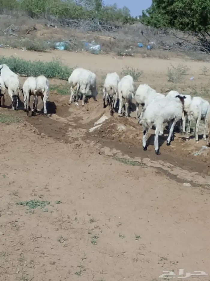 رخال رفيدي بلدي 2