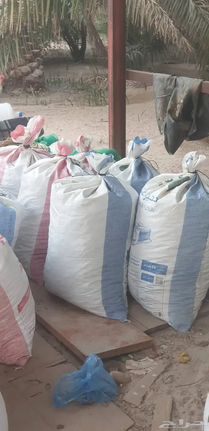 تمر علف نظيف 1