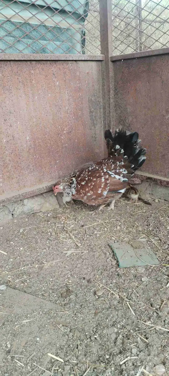 ل البيع دجاجه معاها 5 صيصان و دجاجة بياضه 3