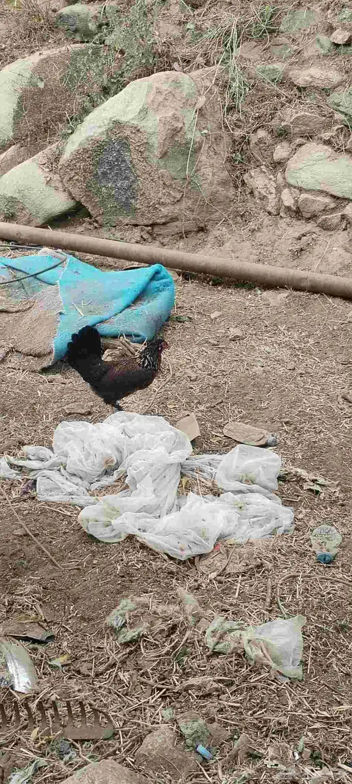 ل البيع دجاجه معاها 5 صيصان و دجاجة بياضه 17